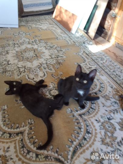 Котята в добрые руки бесплатно