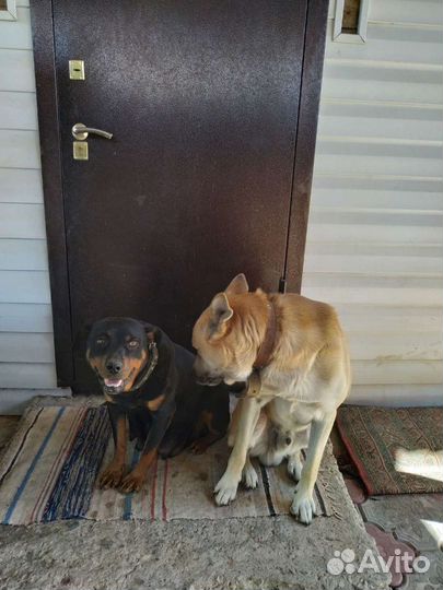 Щенки помесного ротвейлера (девочки)