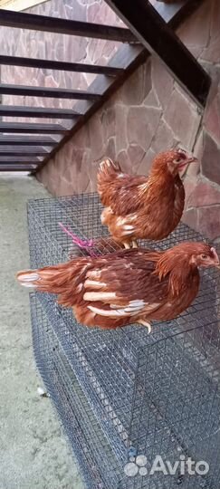 Курочка