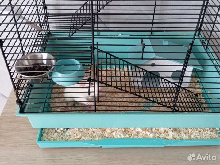 Крыса дамбо с клеткой