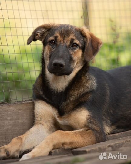 Умнейшая собака в добрые руки