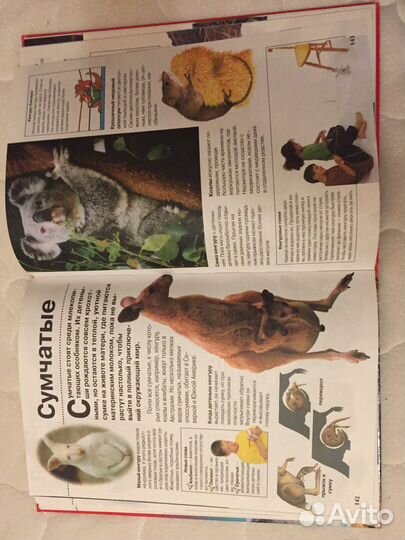 Детская энциклопедия