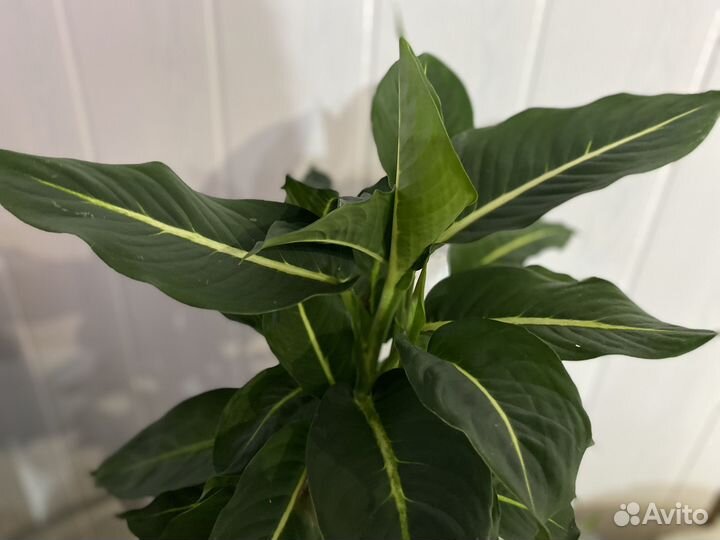 Интерьерные цветы