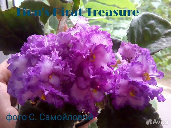 Глоксиния, фиалки