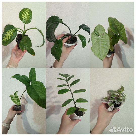 Комнатные растения