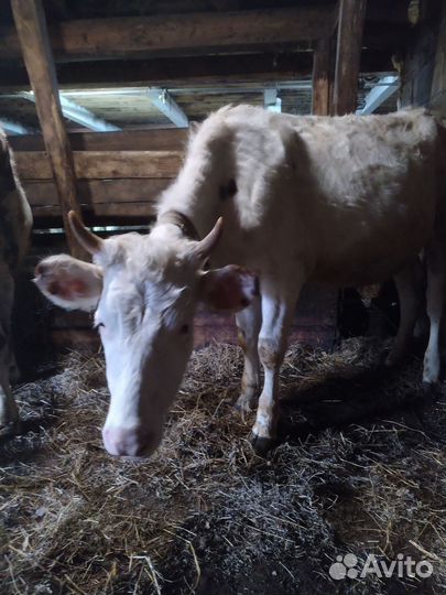Продажа телят
