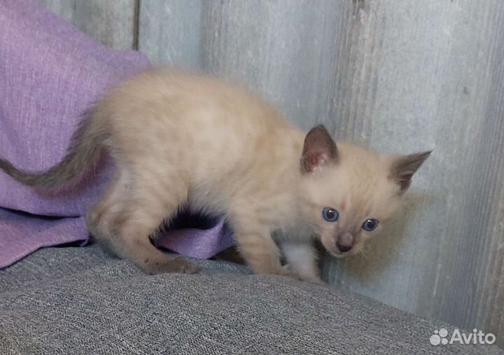 Котята