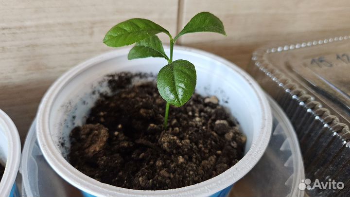 Лимон январь 2024г