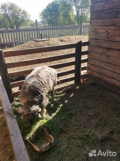 Эдильбаевский баран