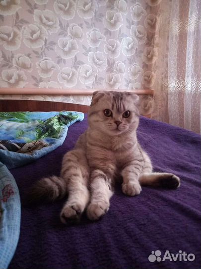 Шотландский кот