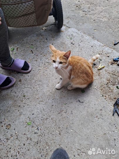 Кот в добрые руки