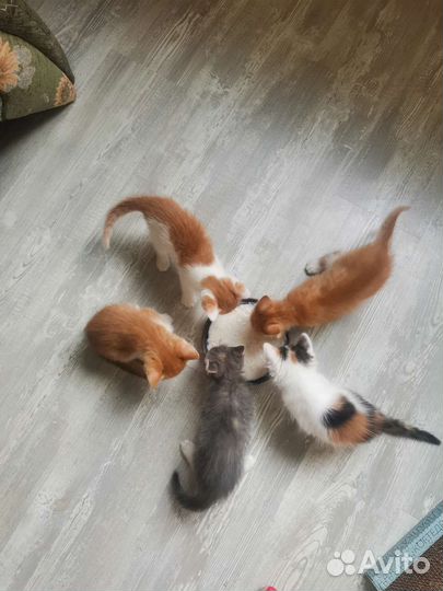 Котята в добрые руки