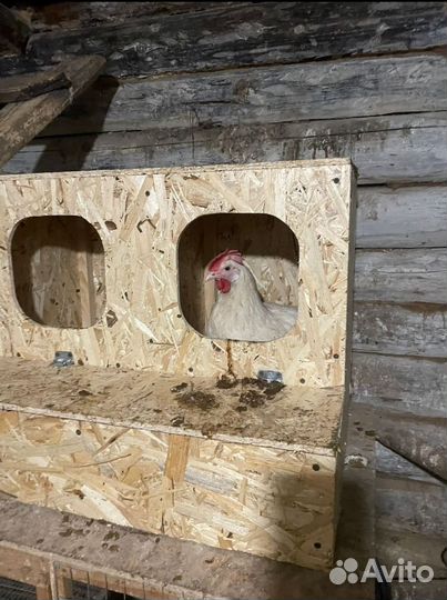 Насест. Гнездо