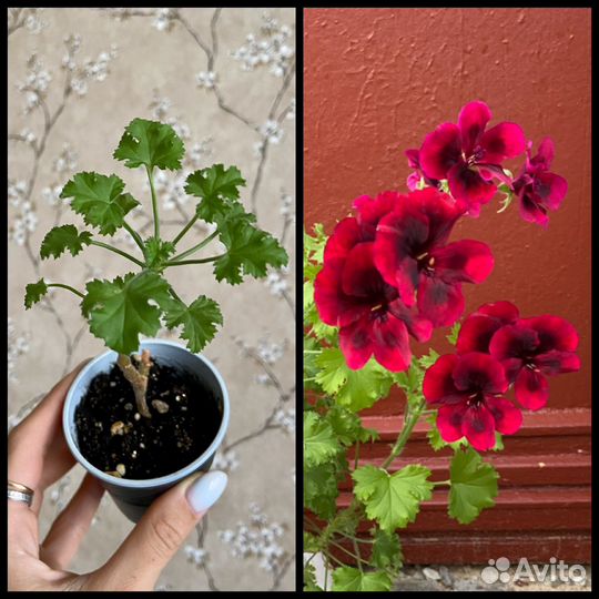 Пеларгонии сортовые 6 шт