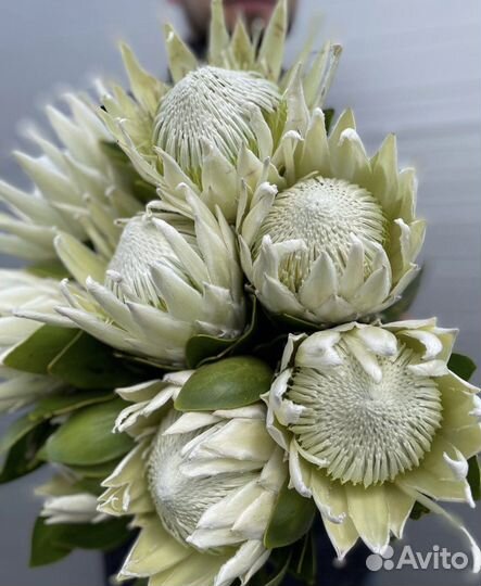 Протея Букеты Композиции Цветы Доставка 24/7