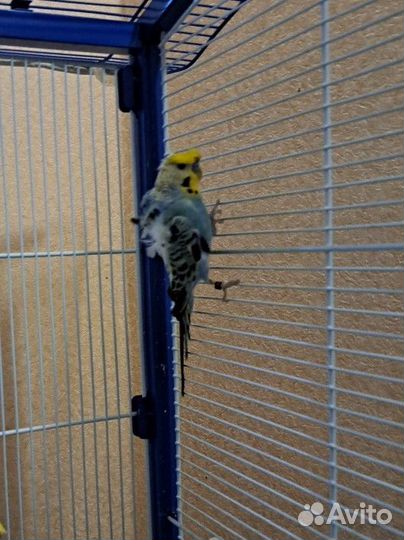 Хагоромо попугаи крестед(хохлатый) + носители хаго