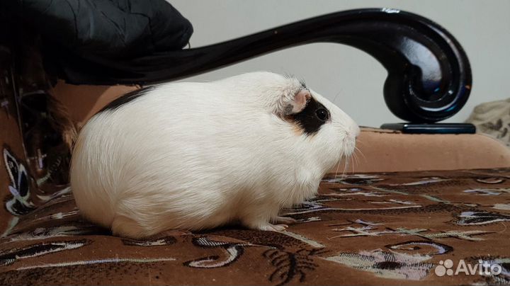 Передержка грызунов