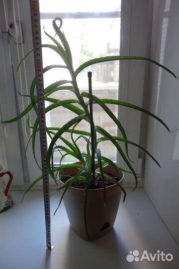 Алоэ столетник