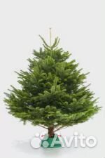 Сосна 1,5м - 2м оптом и в розницу