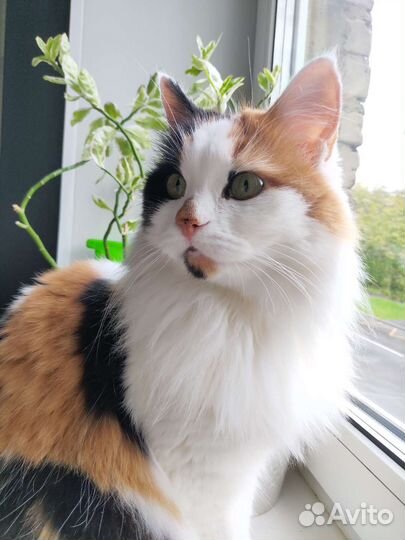 Трехцветная кошка в добрые руки