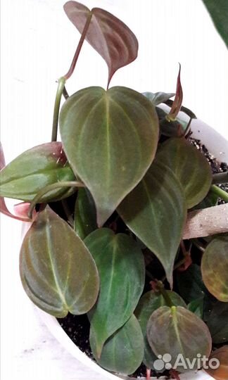 Филодендроны 2