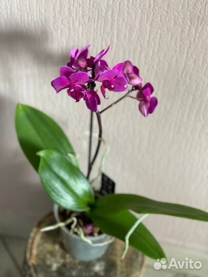 Комнатное растение Орхидея Фаленопсис