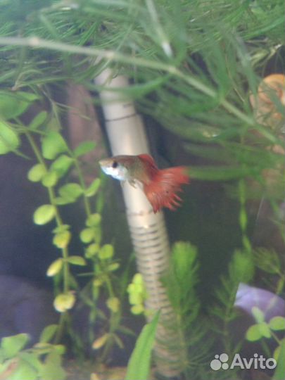 Гуппи отдам
