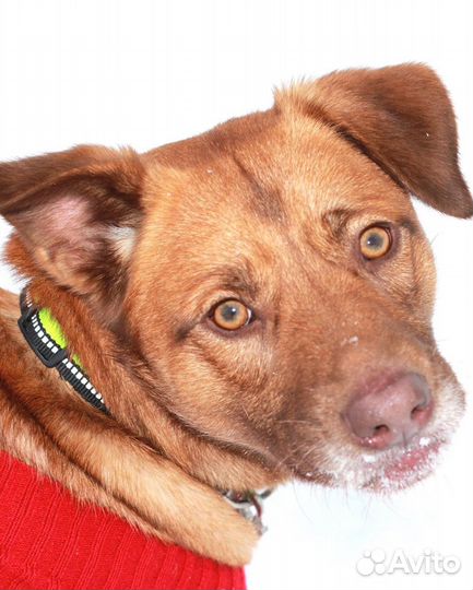 Шоколадный нос ищет дом