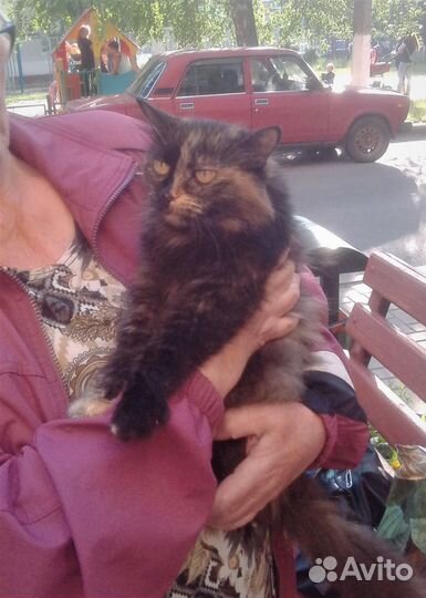 Ласковая молодая кисуля Маргоша