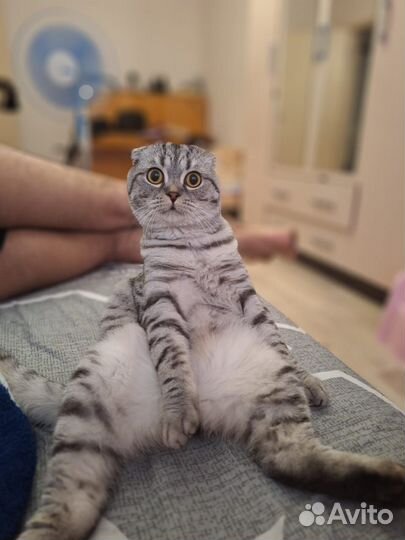 Шотландский вислоухий кот на вязку