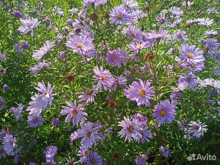 Саженцы хризантемы розовой и голубой