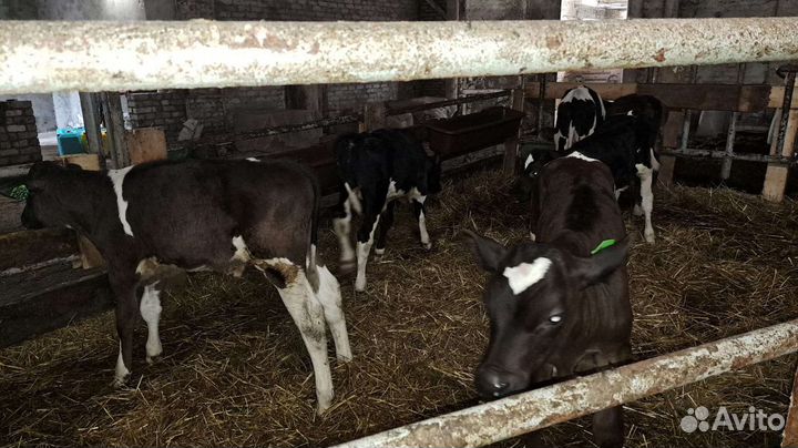 Бычки на откорм