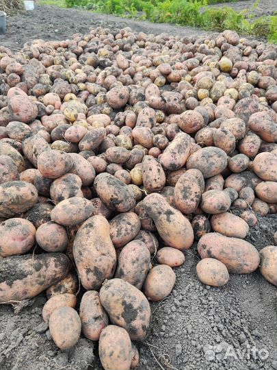 Продам картофель