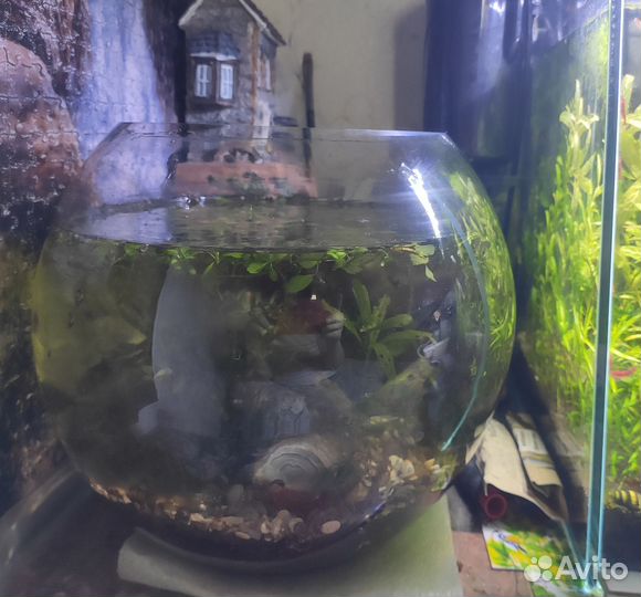 Аквариум аквариумы 5л, 10л