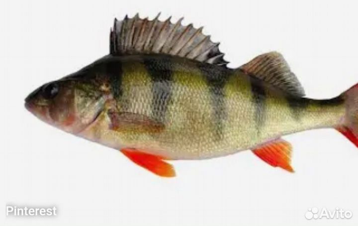 Рыба, окунь малек