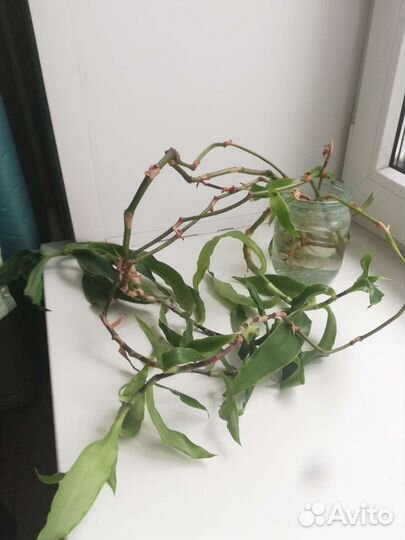 Растение золотой ус