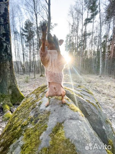 Свитер для собак мелких пород