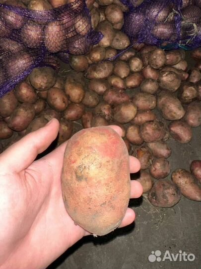 Картофель оптом