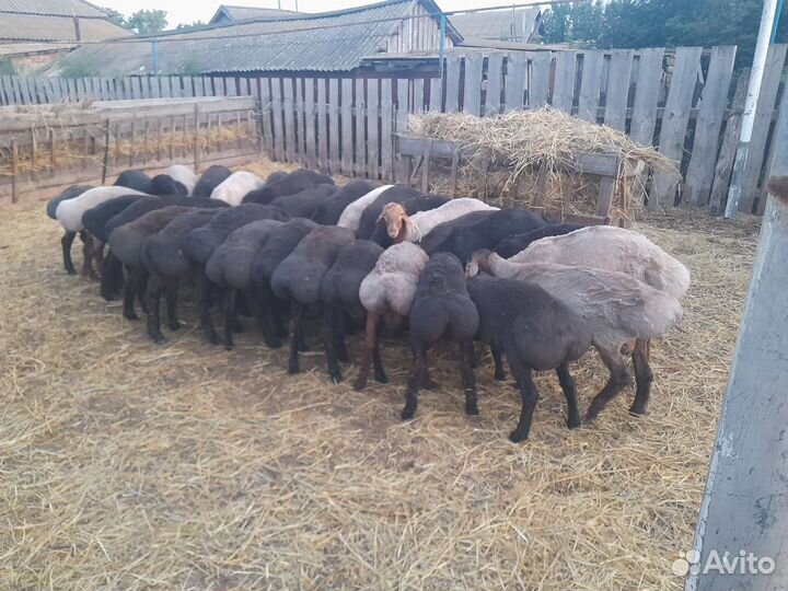 Бараны чистокровные эдильбаевской породы