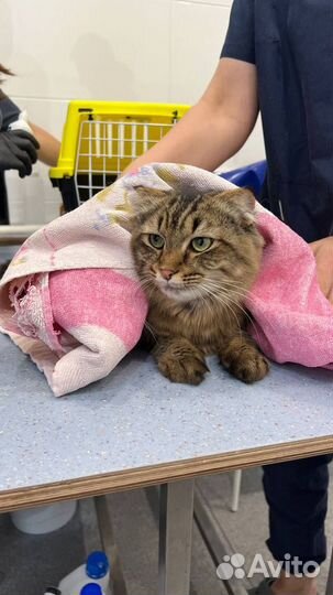 Нужен дом котику