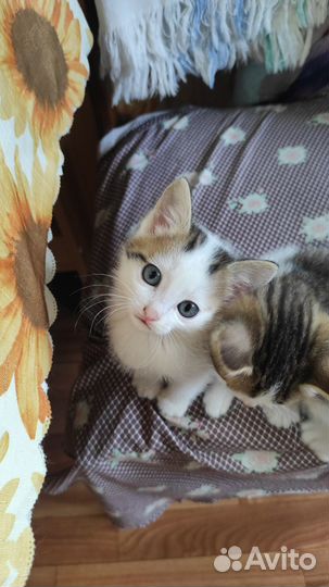 Отдам бесплатно животные
