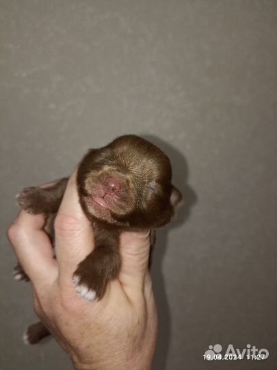 Шпицедетки