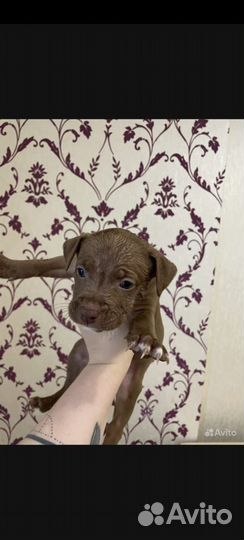 Щенки питбуля