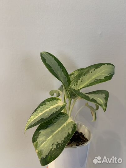 Аглаонема уши слона