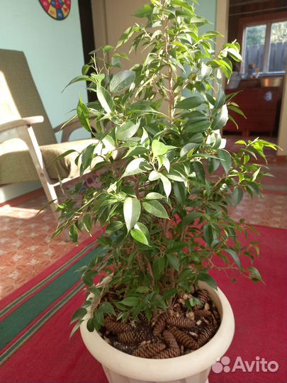 Фикус бенджамина