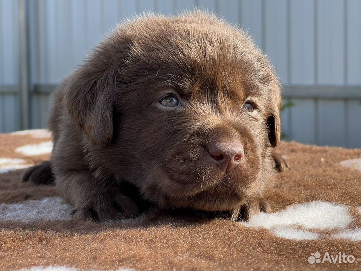 Щенки лабрадора из питомника