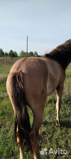 Лошадь кобыла