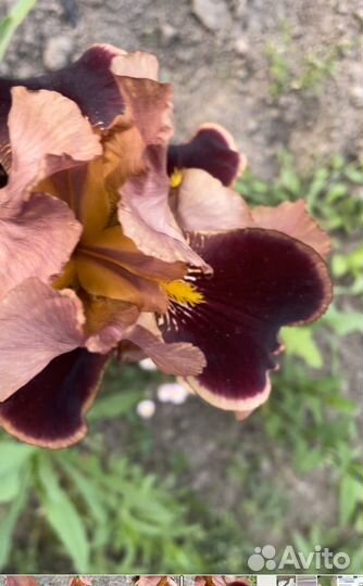 Продаю ирисы