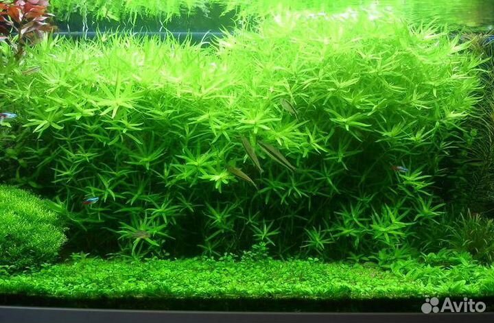 Отдам растения, меченосцев кои, частично гуппи