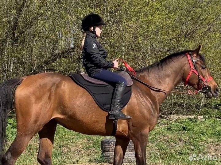 Конный спорт, тренировки, фотосессия, прогулки